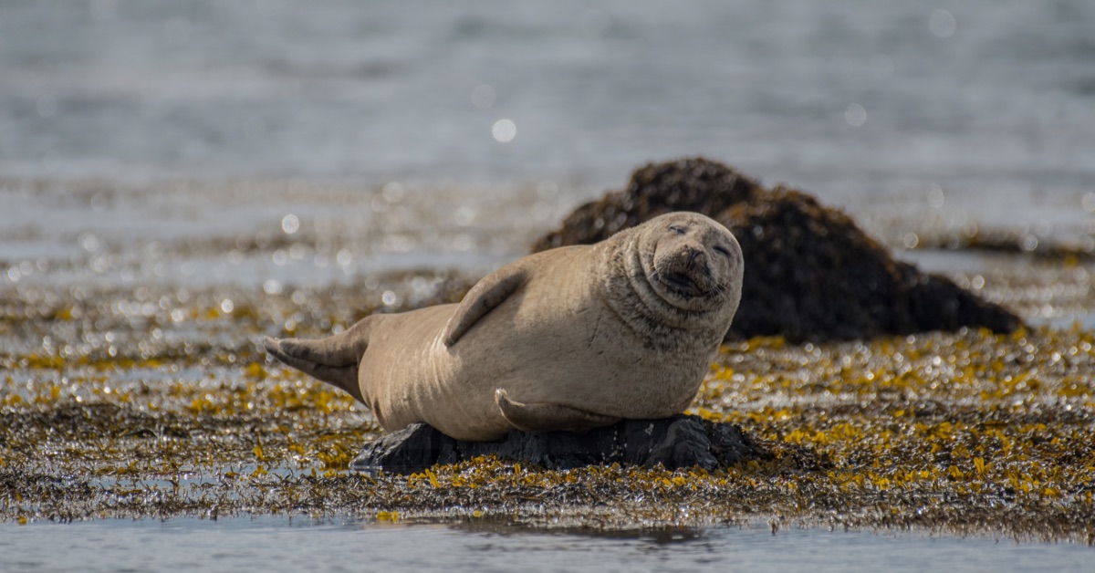 Watching seals at Ytri Tunga